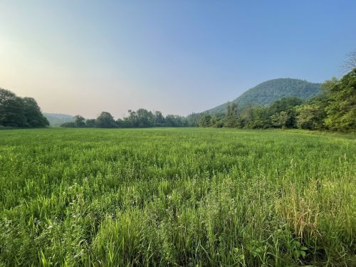 Lush green field with trees and a distant hill under a clear blue sky.