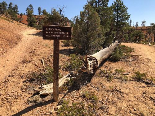A wooden trail sign points to Rich Trail, Cassidy Trail, and Red Canyon, with a fallen tree nearby in a dry landscape.