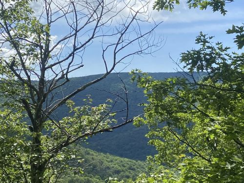 A scenic view of green mountains framed by trees under a clear blue sky.