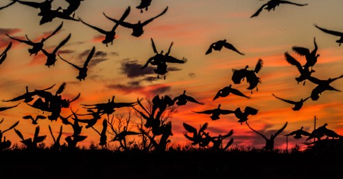 silhouettes of snow geese against the sunset at cape henlopen in delaware