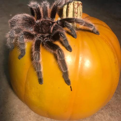 A tarantula perched on top of a small, bright orange pumpkin.