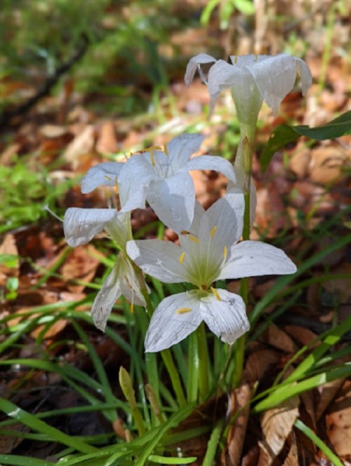 Three delicate white flowers with yellow accents, surrounded by green leaves and brown fallen leaves in a forest setting.