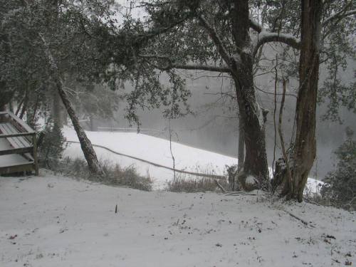 A snowy landscape with trees, a gentle slope, and a misty background, creating a serene winter scene.