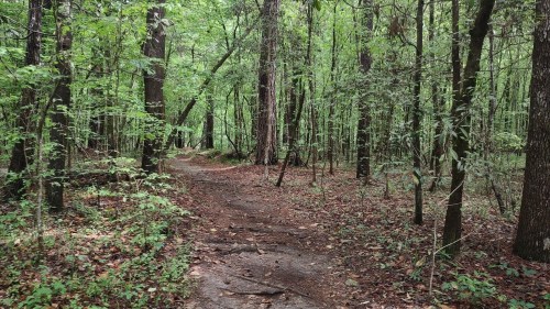 A winding dirt path through a lush green forest with tall trees and scattered leaves on the ground.