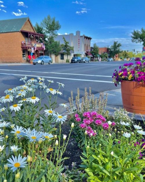 Colorful flowers in a garden foreground with a street and buildings in the background under a clear blue sky.