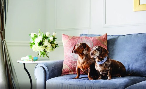 Two dachshunds sit side by side on a blue couch, with a floral arrangement and gifts on a nearby table.