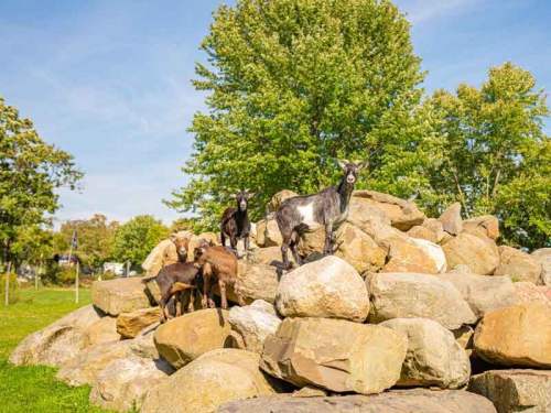 Four goats playfully perched on a large rock pile, surrounded by green trees and a clear blue sky.