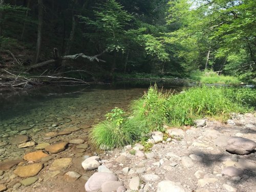 A serene riverbank scene with clear water, smooth stones, and lush green vegetation in a forested area.