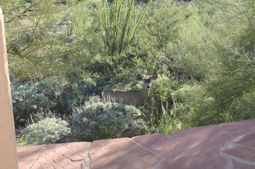 A deer stands among lush greenery in a desert landscape, partially hidden by shrubs and plants.