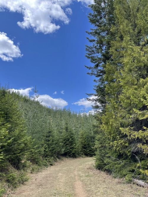 A dirt path winds through a lush green forest under a bright blue sky with fluffy white clouds.