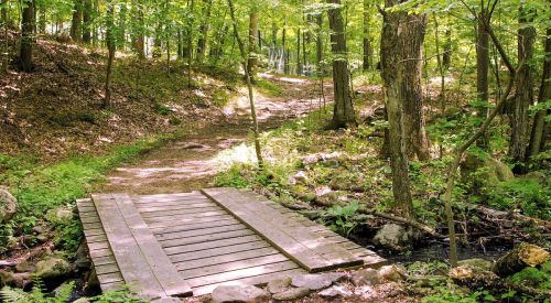 A wooden bridge crosses a small stream in a lush, green forest with a winding dirt path. Sunlight filters through the trees.