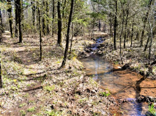 A serene forest scene with a small stream flowing through trees and a dirt path beside it, surrounded by greenery.