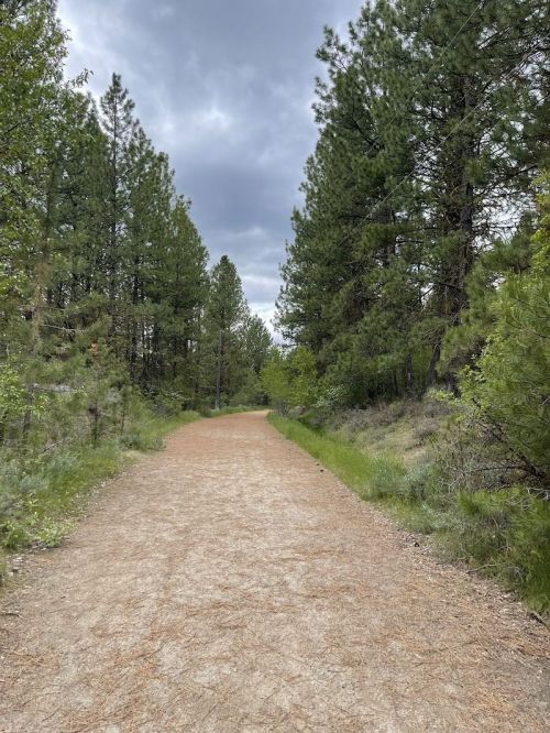 A dirt path winds through a lush green forest with tall trees under a cloudy sky.