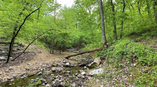 A serene forest scene with lush green trees, a rocky stream, and a small path leading into the woods.