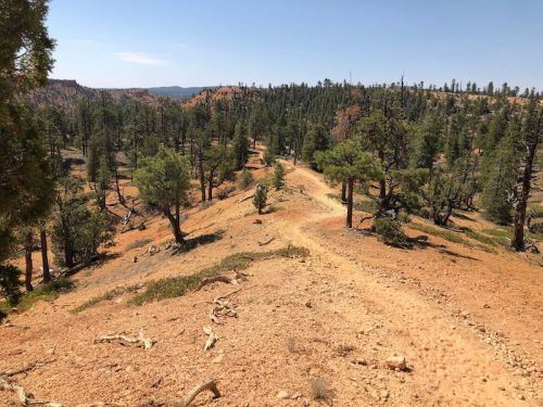 A winding dirt path through a forested landscape with pine trees and reddish soil under a clear blue sky.