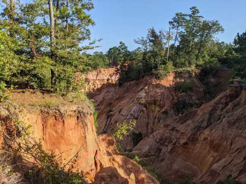 A scenic view of deep, reddish-brown canyons surrounded by green trees under a clear blue sky.