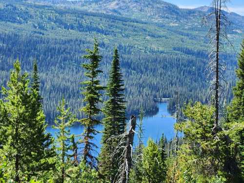 A scenic view of a forested landscape with a blue lake nestled among the trees and mountains in the background.