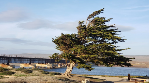 A windswept tree stands near a calm body of water, with a bridge in the background under a clear sky.