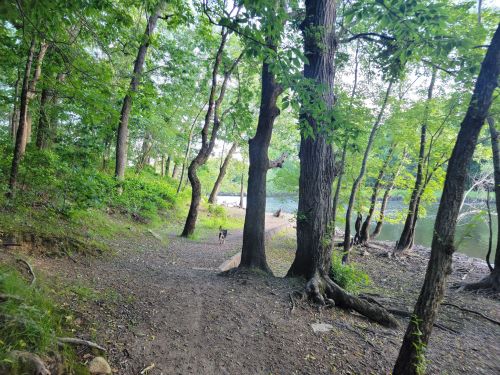 A wooded path leads to a riverbank, surrounded by lush green trees and a dog walking in the distance.