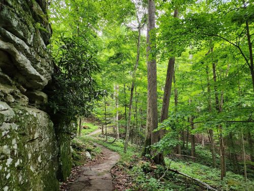 A winding path through a lush green forest, flanked by rocky outcrops and tall trees.