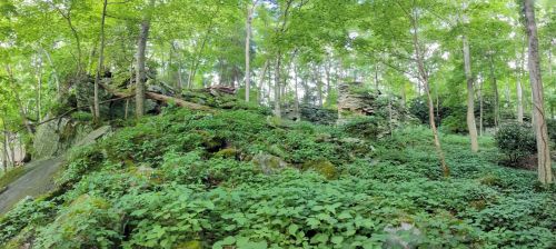 Lush green forest with dense foliage surrounding ancient stone ruins, partially hidden among trees and undergrowth.