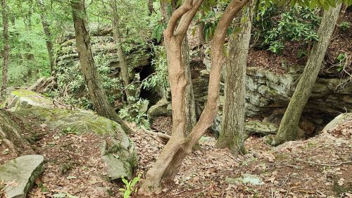 A wooded area with trees and rocks, featuring a cave entrance partially hidden by foliage.