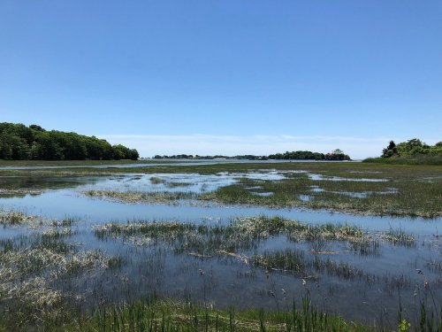 A serene wetland scene with shallow water, green grasses, and a clear blue sky in the background.
