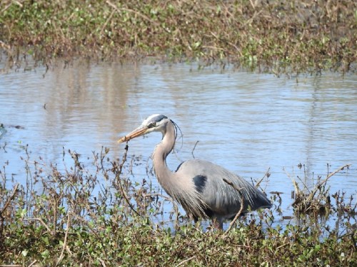 A great blue heron stands in shallow water among green vegetation, holding a twig in its beak.