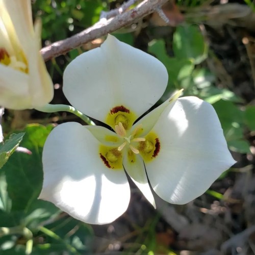 A close-up of a white flower with yellow and red markings, surrounded by green leaves and branches.