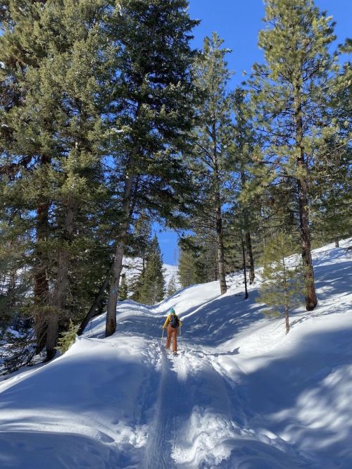 A person walks along a snowy trail surrounded by tall pine trees under a clear blue sky.