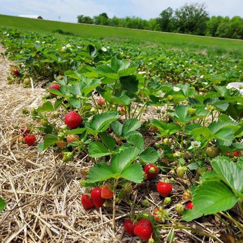 A field of strawberry plants with ripe red strawberries and white flowers, set against a green landscape.