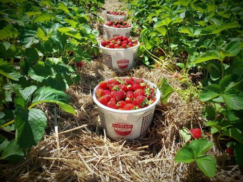 Baskets filled with freshly picked strawberries among green plants in a sunny field.