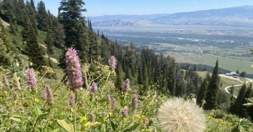 A scenic view of a valley with wildflowers and trees, overlooking a distant landscape under a clear blue sky.