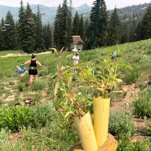 Two young plants in yellow tubes, with people working in a green field and mountains in the background.