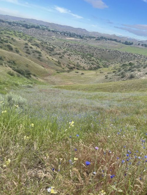A scenic view of rolling hills covered in green grass and wildflowers under a blue sky with scattered clouds.