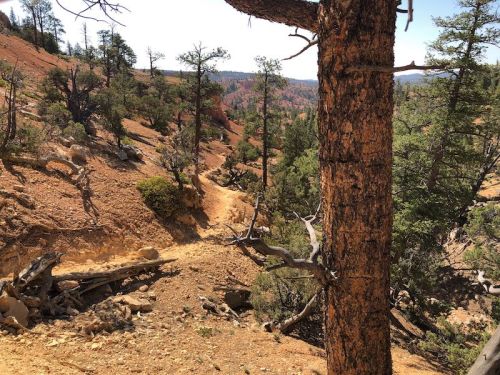 A scenic view of a rugged trail winding through a forested landscape with rocky terrain and tall trees.