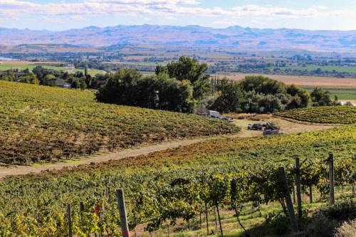 A scenic view of rolling vineyards with mountains in the background under a clear blue sky.