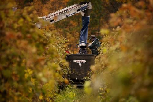 A worker in a lift reaches for grapes among autumn foliage in a vineyard.