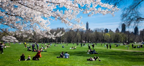 Cherry blossoms frame a vibrant park scene with people relaxing on the grass and a city skyline in the background.