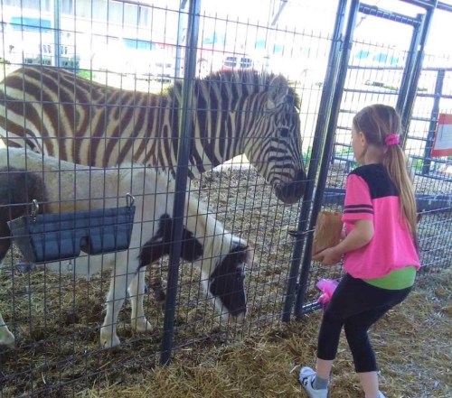 A girl feeds a zebra and a goat through a fence at a petting zoo.
