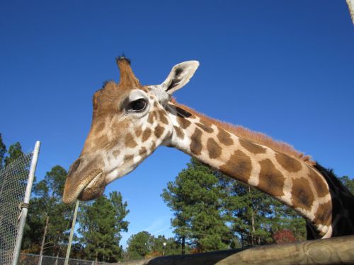 A close-up of a giraffe's head against a clear blue sky, with trees in the background.