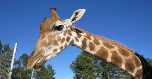 A close-up of a giraffe's head against a clear blue sky, with trees in the background.