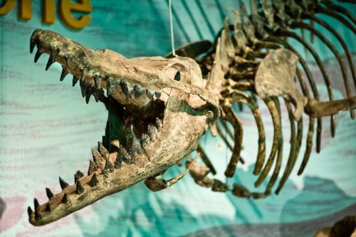 A large fossilized skeleton of a prehistoric marine creature displayed against a colorful background.