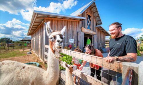 A llama interacts with visitors at a farm, with a wooden barn and blue sky in the background.