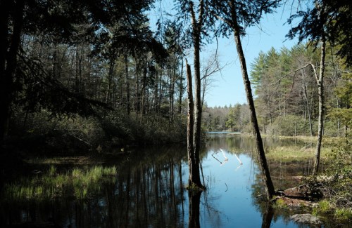 A serene forest scene with tall trees reflecting in a calm pond under a clear blue sky.