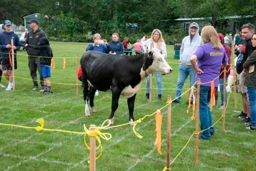 A black and white cow stands in a grassy area surrounded by people watching, with colorful ribbons marking the space.