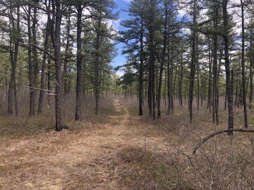 A dirt path winds through a dense forest of tall pine trees under a partly cloudy sky.