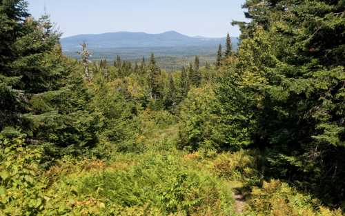 A lush green forest with tall trees and ferns, overlooking distant mountains under a clear blue sky.