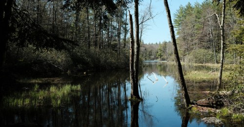 A serene forest scene with a calm pond, surrounded by trees and lush greenery under a clear blue sky.