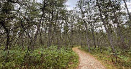 A winding dirt path through a dense forest of tall trees and lush green underbrush.